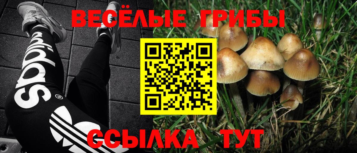 Галлюциногенные грибы MAGIC MUSHROOMS  Псилоцибиновые грибы ЛСД  Вход с VPN  где купить наркоту  Уварово 